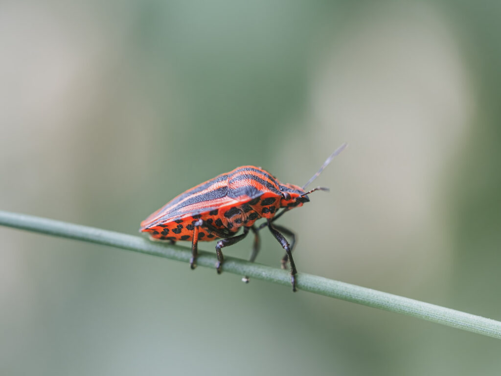 Insekten & Spinnen